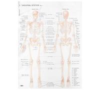 KICHOUSE Poster muscolare scheletrico Poster di anatomia umana grafici di anatomia umana poster umano scheletro torso poster di anatomia e fisiologia arredamento medico panno di seta Beige