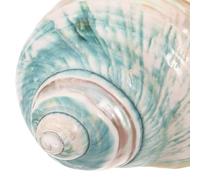 Kichvoe Esemplare di conchiglia di mare naturale, ornamento per acquario, conchiglia da spiaggia, per fai da te, a tema oceanico, per paesaggio e decorazione da tavolo