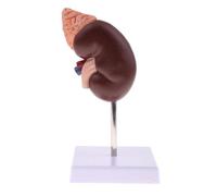 Kidney Model Anatomy Normal Human Anatomical Teaching Doctors Office Educational Tool - Kidney Model, Human Kidney Anatomy Model, Essential for Medical Professionals and Educators