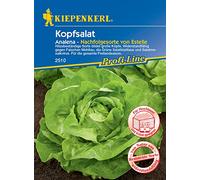 Kiepenkerl 2510 Analena Lattuga Resistente al Calore Varietà Forme Grandi Teste, Resistente alla Falsa Muffa