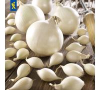 Kiepenkerl Cipolla Invernale Bianca - Snowball - 50 pz.