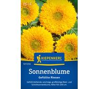 Kiepenkerl Girasole - Gefüllte Riesen - 1 conf.