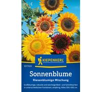 Kiepenkerl Girasole "Riesenblumige Mischung" - 1 conf.