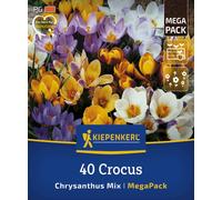 Kiepenkerl Mega Pack - Crocus Chrysanthus Mix - 40 pz.
