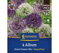 Kiepenkerl Mega Pack - Mix di Aglio Ornamentale Giant Flower - 4 pz.