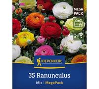 Kiepenkerl Mega Pack - Mix di Ranuncoli - 35 pz.