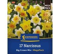 Kiepenkerl Mega Pack - Narcisi Big Crown Mix - 17 pz.