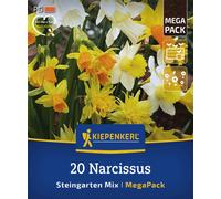 Kiepenkerl Mega Pack - Narcisi Steingarten Mix - 20 pz.