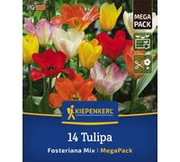 Kiepenkerl Mega Pack - Tulipani Fosteriana Mix - 14 pz.