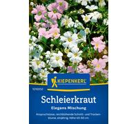 Kiepenkerl Mix di Gypsophila elegans - 1 conf.