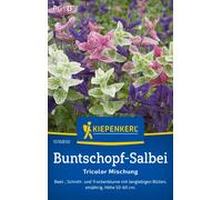 Kiepenkerl Mix di Salvia Tricolore - 1 conf.