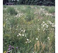 Kiepenkerl RSM 8.1.3 - Miscela di biotopi per prato, 1 kg