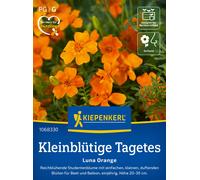 Kiepenkerl Tagete - Luna Orange - 1 conf.