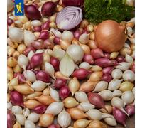 Kiepenkerl Trio di Cipolle Invernali - 50 pz.