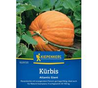 Kiepenkerl Zucca - Atlantic Giant - 1 conf.
