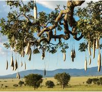 Kigelia africana | Sausage tree | Cucumber tree - - Albero salsiccia | Albero c
