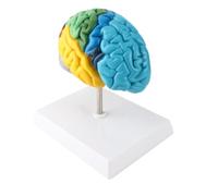 Kikumi Modello di Cervello Umano per le Neuroscienze, Emisfero Destro | Materiale in PVC, Zone Cognitive Etichettate, Texture di Simulazione, Uso in Aula di Psicologia