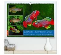 Killifische - Bunte Fische Afrikas (hochwertiger Premium Wandkalender 2026 DIN A2 quer), Kunstdruck in Hochglanz: Faszination der Farben: Saisonfische - Prachtgrundkärpflinge
