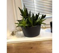 Kimmel Ciotole per piante, 16 cm, colore grigio, 3 pezzi, effetto rattan, decorazione da tavolo