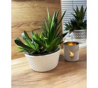 Kimmel Set di 3 ciotole per piante, 12 cm, colore bianco, effetto rattan, decorazione da tavolo