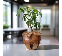 Kinaree Portavaso in legno di radice in teak massiccio, realizzato a mano, in 2 misure, prodotto naturale in legno, vaso di legno per piante da interno, decorazione in stile asiatico (grande)