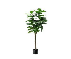 King Collection PIANTA FICUS LYRATA H. 130 cm 60 FOGLIE