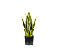 Pianta Sansevieria In Polietilene Con 12 Foglie In Vaso Con Muschio 45cm