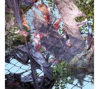 Kingdom Tears in the Club (CD) Album