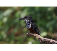 Kingfisher - Puzzle da 300 pezzi per amici, regali intellettuali, tempo libero, intrattenimento, decorazioni per feste 14 anni+