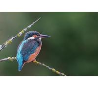 kingfisher - Set di puzzle impossibili da 5000 pezzi, giocattoli puzzle 3D, regali unici, decorazioni per la casa 14 anni+