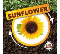Kirsty Holmes Life Cycle of a Sunflower (Copertina rigida) Life Cycle of A...