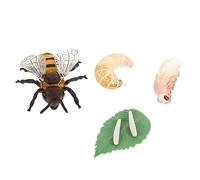 Kisangel 1 set Del Ciclo delle Api Giocattoli Cognitivi per Accessori Didattici per Insegnamento Decorazioni Naturali Giocattoli Educativi per Apprendimento