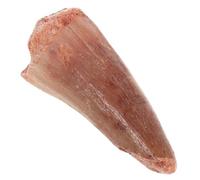 Kisangel Dente Fossilizzato per Collezione e Educazione Accessorio Didattico per Esposizioni e Mostre Scientifiche