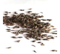 kiskick 1 Sacchetto di Semi di Aloe Vera Naturali Vitali Non OGM Semi di Piante grasse Rare per Semi di Parco per piantare per Giardino di Erbe all'aperto o al Coperto Semi di Aloe
