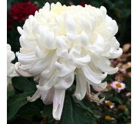 kiskick 100 Pezzi Semi di Piante di Fiori di crisantemo Bianco Giardino Domestico Bonsai Balcone Arredamento Giardino Confezione Semi di Erbe per piantare e all'aperto Semi di Crisantemo 100pcs