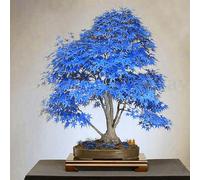 kiskick 100 Pz/borsa Semi di albero di acero Attraente Bella Affascinante Bonsai Semi di albero di acero blu per la casa Facile da coltivare Semi Di Acero