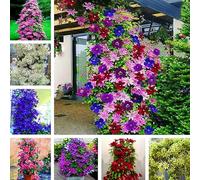 kiskick 100 pz clematide rampicante Semi di Vite Fiore pianta Home Office Ornamento Decorazione Semi ad Alto rendimento per la Coltivazione Colore Misto