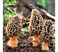 kiskick 100 Pz Semi di Morchella Freschi Spugnole Funghi Spawn Spore Secche Micelio Bonsai Facile da Coltivare Semi di Morchella
