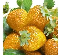 kiskick 100 Semi di Fragole Dolci Multicolori, Giardino Domestico, Fattoria, piantagione di Piante da frutto, coltiva Il Tuo Giardino di Erbe aromatiche Giallo Semi di Fragola