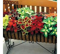 kiskick 200 Pezzi Misti Coleus Begonia Fiore Multicolore Semi di Piante Giardino Bonsai Decor coltiva i Tuoi Semi di ortaggi Semi di coleo 200 Pezzi