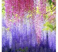 kiskick 200 Pezzi Semi di Glicine Viola produttivi Facile germinazione attraenti Semi di Fiori Naturali Assortiti Forniture da Giardino Semi per Principianti e giardinieri, ottimi Regali di giardinag