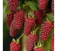 kiskick 50 Pezzi deliziosi Semi di Frutta Lampone Rosso Dolce succoso Giardino pianta da Giardino Semi di Albero per piantare Semi di Lampone 50 pz