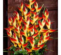 kiskick 50 Pezzi rari Semi di Piante Ornamentali Heliconia Wagneriana Home Garden Yard Decor Semi per Giardino idroponico Indoor