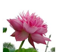 kiskick Mix di Semi di Loto, 20 Pezzi Mix di Semi di Loto Ninfea Bonsai Balcone Giardino Pianta da Fiore idroponica Semi di Loto