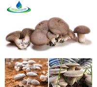 2 KIT COLTIVAZIONE FUNGHI CARDONCELLI PANI DI FUNGO CARDONCELLO SUBSTRATO 3 KG