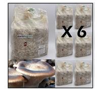 KIT COLTIVAZIONE FUNGHI CARDONCELLI PANI DI FUNGO CARDONCELLO SUBSTRATO TERRICCI