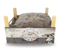 acquaverde | Kit Coltivazione Funghi Champignon o Prataiolo, Bianco, Micelio incubato e pronto alla coltivazione con Terriccio - Nuovo Packaging in Legno Riciclabile con Istruzioni, 7 - 8 kg