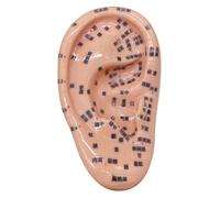 Kit di agopuntura dei semi dell'orecchio, kit di semina auricolare morbido tra cui modello a orecchio da 5,1 pollici, immagine, semi di orecchio per agopuntura educativa