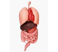 Kit di anatomia del busto umano 3D, strumento educativo con cuore, fegato, milza per studenti di medicina, apprendimento in laboratorio e in aula