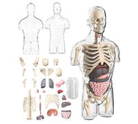 Kit di assemblaggio modello di anatomia del corpo umano 4D, giocattoli didattici modello di cervello trasparente mezzo torso umano, strumenti di ricerca fisiologica, calze imbottite per bambini 6+